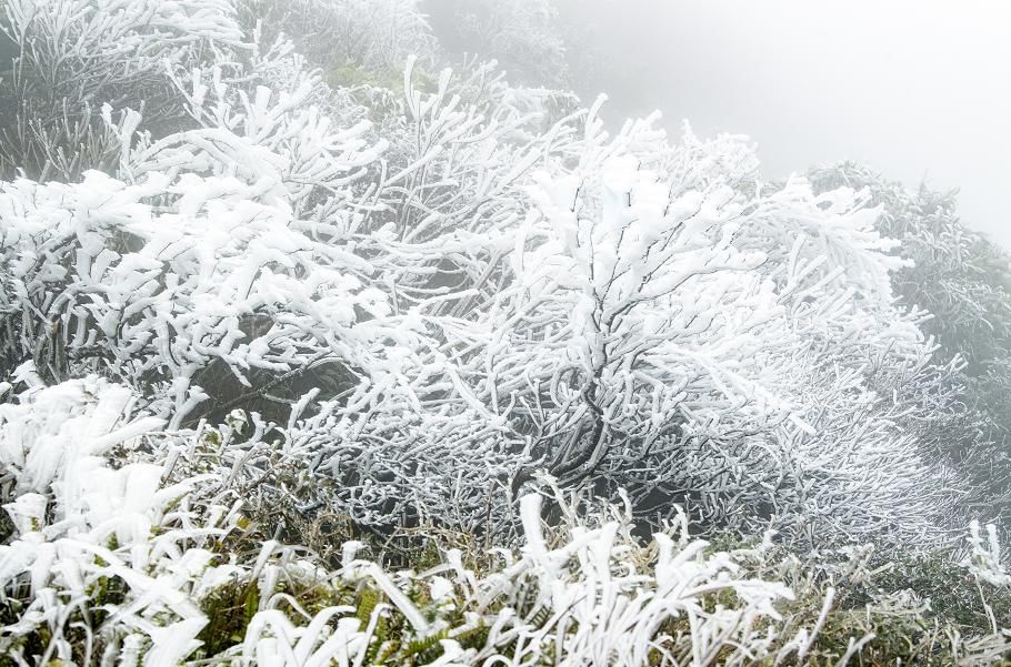 景区|大明山冰雪世界吸引了太多人，已经连续两天提前叫停售票！人满为患