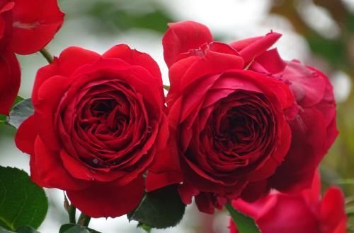 推荐10款红色系月季，每一款都惊艳，你最喜欢哪一款？