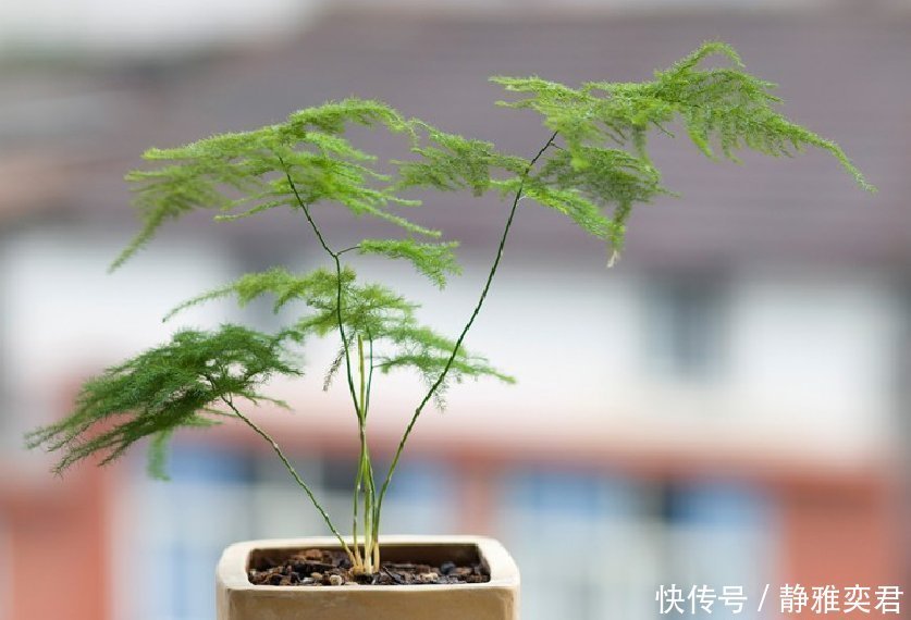 8种花,秋天翻盆顺便分株,一盆变多盆,明年光买盆就足够了