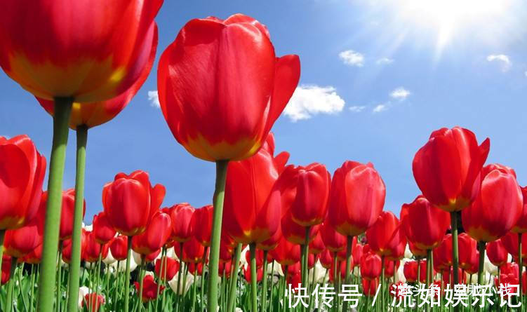 1种花，就只有一个花骨朵，但比玫瑰还惊艳！你认识吗