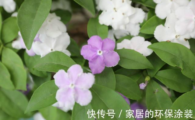 湿润|茉莉花的养殖方法和技巧有哪些？