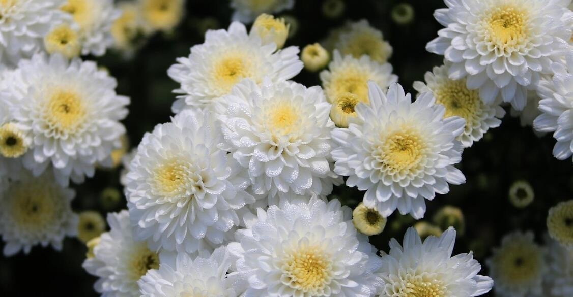 懂花的人，都爱养这5种花，漂亮好养易爆盆，寓意好还养人