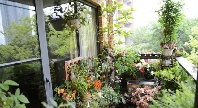 文竹1勺“汤”，兰花2颗“药”，30天后枝叶疯长，大白根长满盆