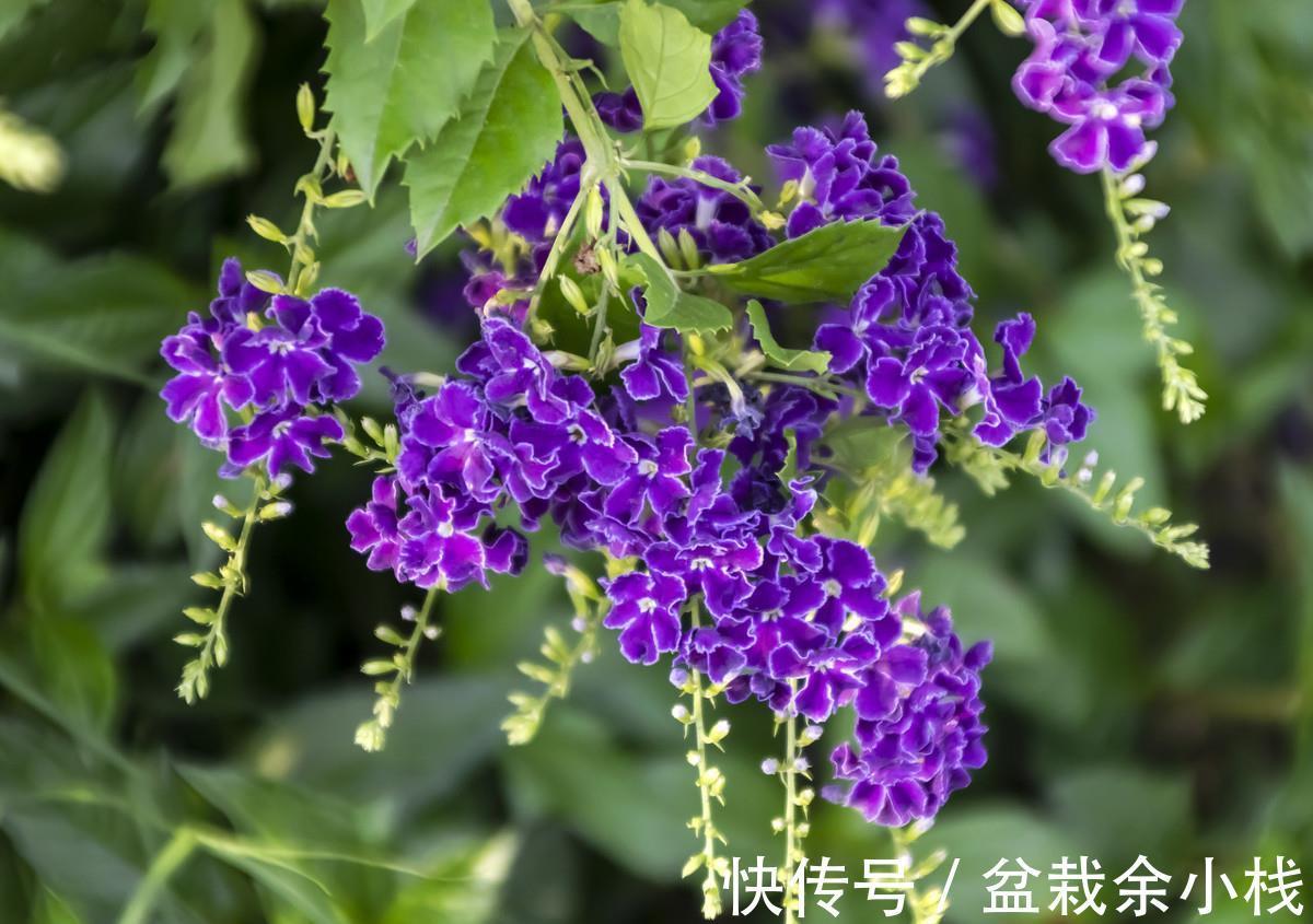 蕾丝|7种“香水花”，养一盆满屋生香，开花180天，好看又贵气