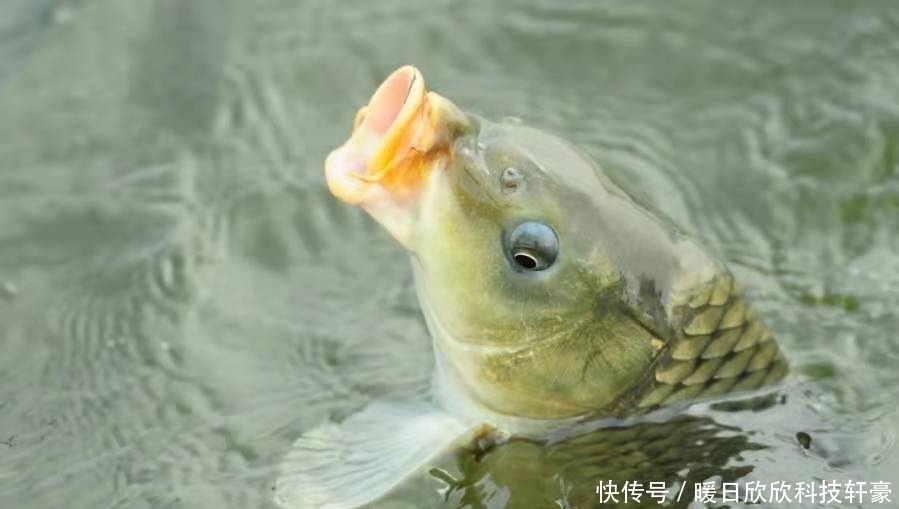 两条子|鲤鱼钓了大半辈子，还是头一次换用这调钓技能，谁料中鱼率特高