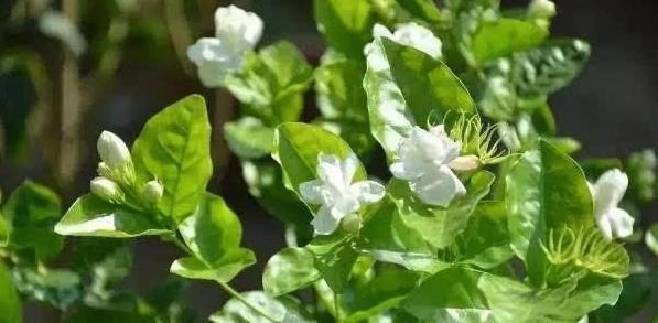 茉莉花秋天怎么养教你一招，开花比夏天还多