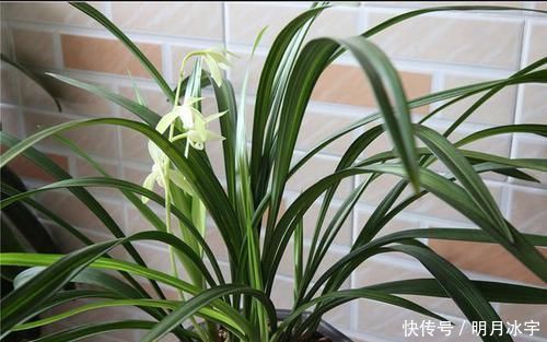这款兰花,线艺好,花期长、香气浓,全年开花,新手也能轻松驾驭