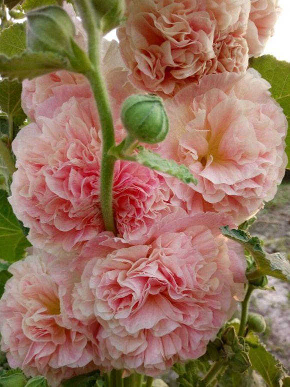 农村叫做“鸡冠花”，小时候经常沾在鼻子上，好玩还好看