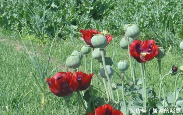 虞美人|还分不清虞美人与罂粟吗?来看看你到底种的是什么