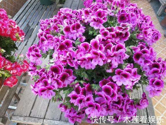 新手|1种花“人人爱”，耐旱好养，新手也能花开成球，一开300天！