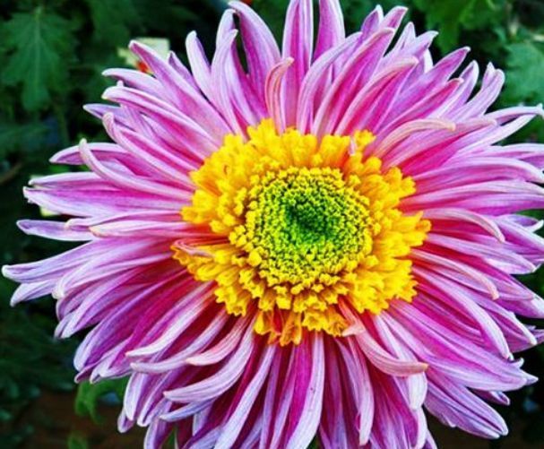 此款木本盆栽花卉，养护简单，周年开花，有水果香味，室内也能养