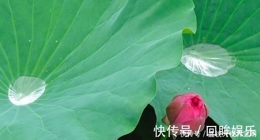 菡萏!荷花有33个名字,不说不知道,12首经典古诗词,都是写荷花的