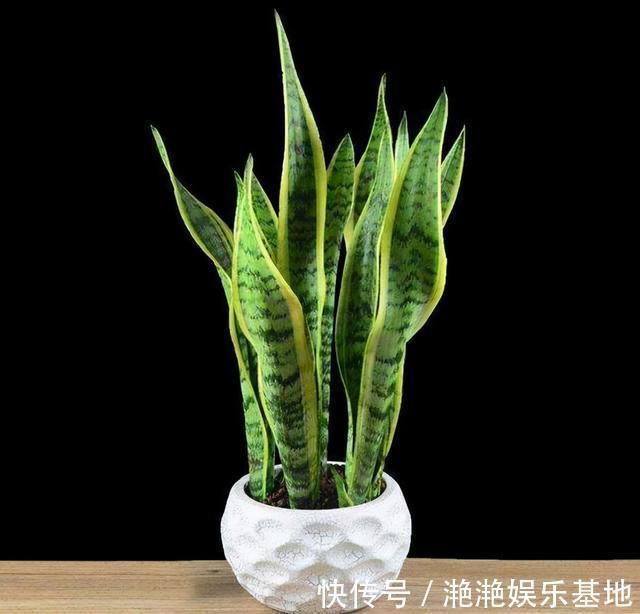 金边吊兰|11种“吉祥花”,“穷养”才养得好,用小盆少浇水,反而旺得很