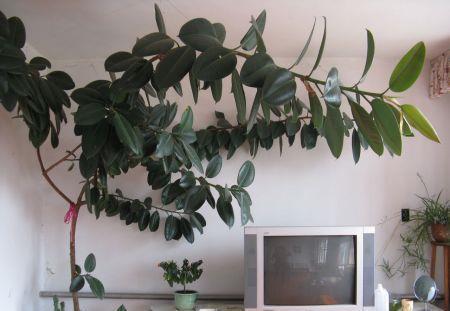 马虎|养花想要株型美,“修剪打顶”不能马虎,剪一枝,爆一枝