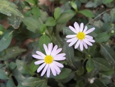 长得像金花似泥鳅,犹如折耳根一样,家乡遇见请重视