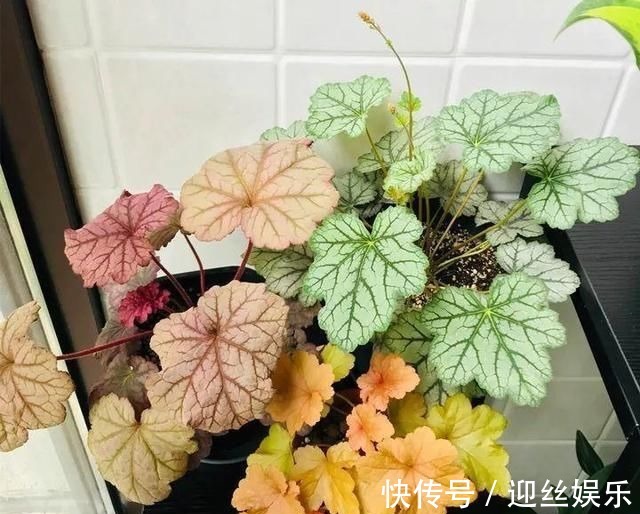 她家从不养绿萝,就养4种“颜值花”,叶子比花还好看