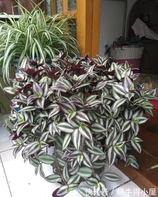 竹梅|比绿萝还好养,一年繁殖20盆,挂阳台上色彩斑斓,却野蛮生长