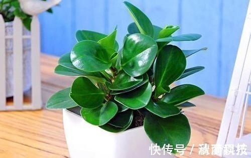 卧室长期放盆栽,失眠的人就选2种,好看又好养,净化效果好