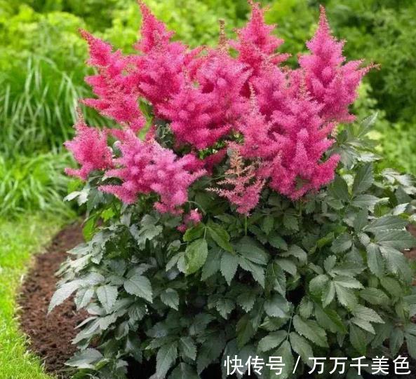 太阳花|9月逛花市,遇到3种花捡漏正当时,皮实好养还便宜