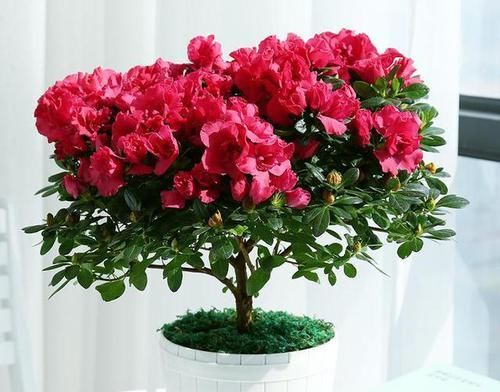  杜鹃花|最简单的管理，让你的杜鹃花开完花之后不用扔了