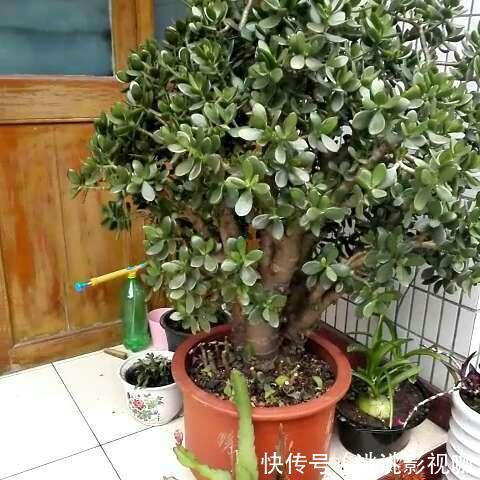 观赏价值|2种“镇宅树”,猪年养一盆,财运旺旺旺,观赏价值高!