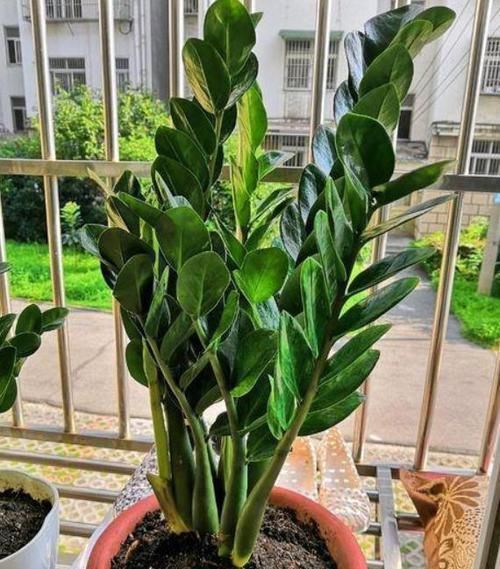 养花选什么省心首选6种植物，适合养室内，格外好打理