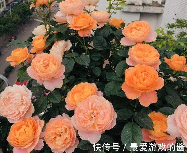 农历9月24日霜降后，养什么花？以下3种花，工作顺心事业有成