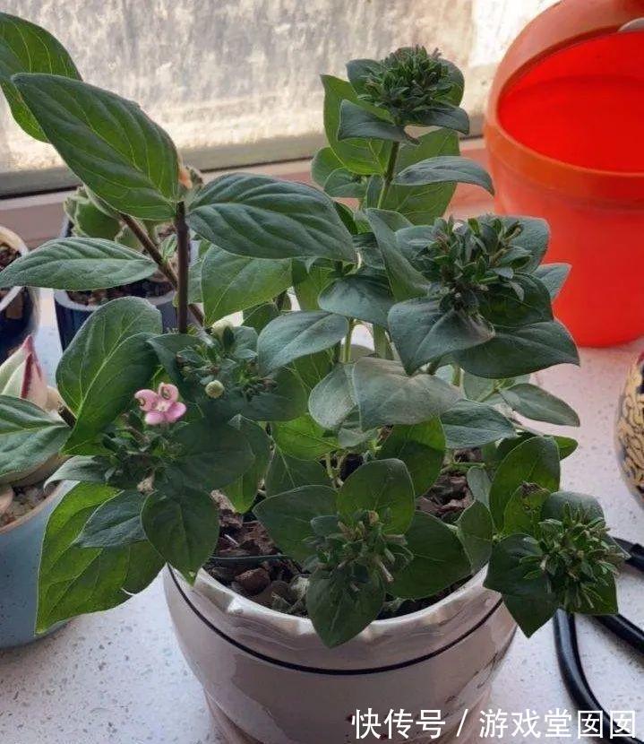 6种香草盆栽，掐个叶子就能吃，味道清香四溢！