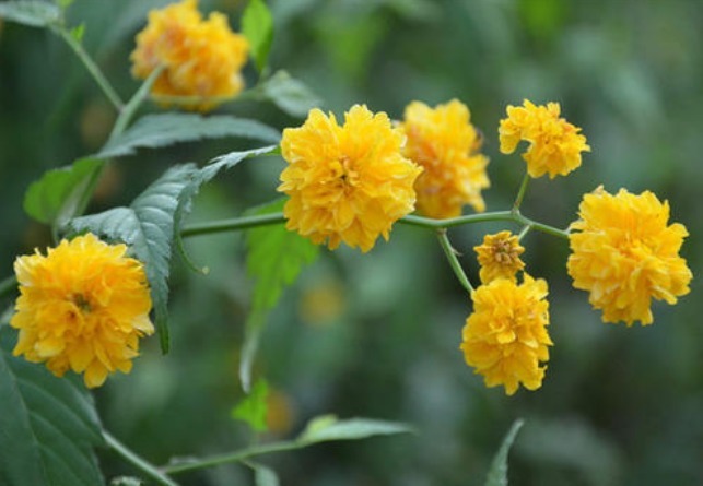 花卉|此花金花满枝，高贵雅致，被认为最有观赏价值的花卉，象征着高贵
