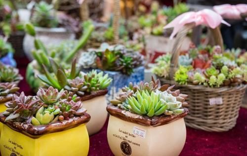 家里的多肉不抗晒，室外气温未至28度，养花人就得这么打算