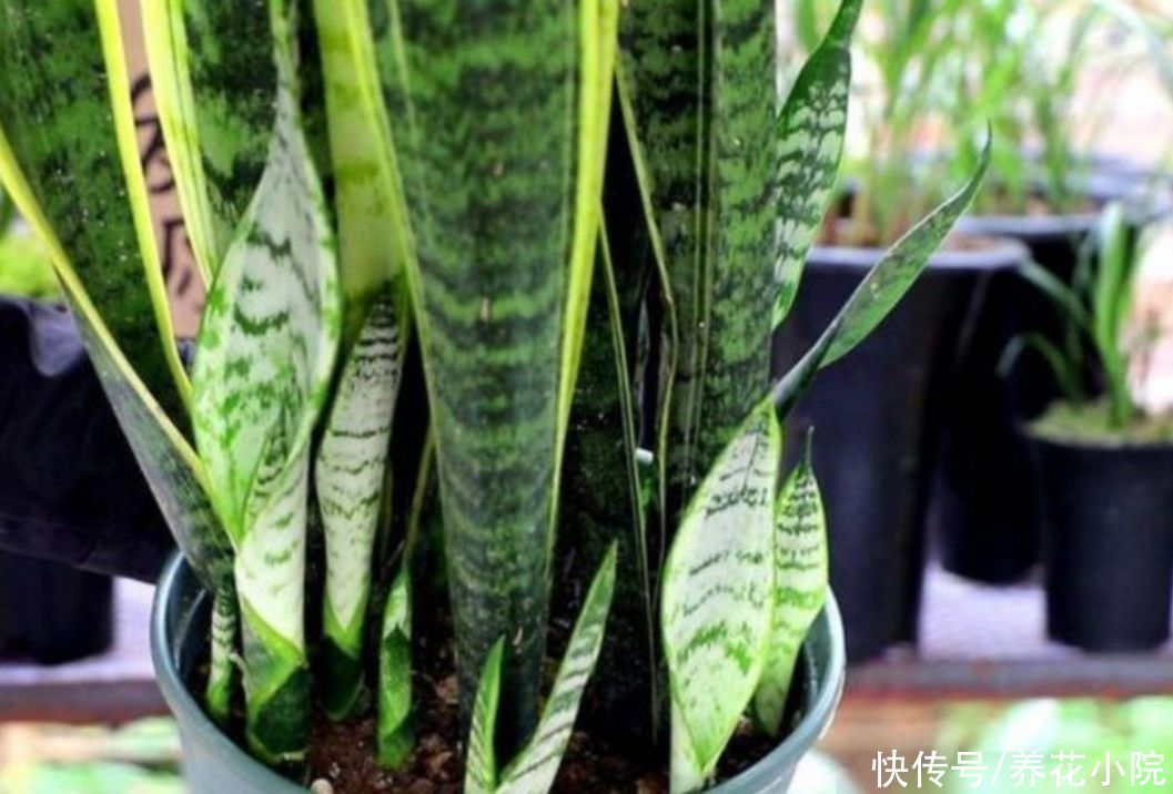 长势|养虎皮兰，常喂它2种肥，叶子茂盛，容易长新芽