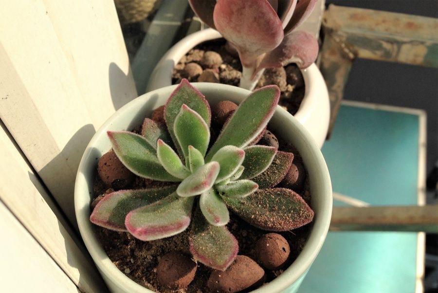 养好多肉锦晃星的2个“技巧”,顺利度夏,叶片肥厚,长成老桩