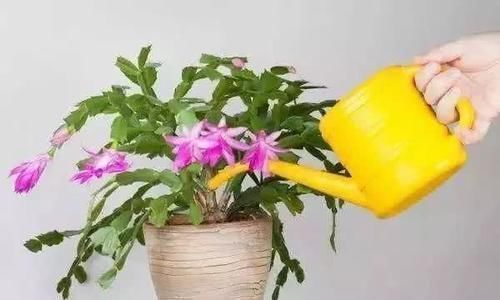 花卉|家里过期的小药片,用来养花,叶比巴掌大,花开满枝头!