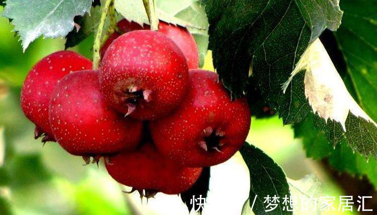 小肚子|山楂配核桃，女性朋友经常吃，小肚子消失了，头发更加乌黑浓密