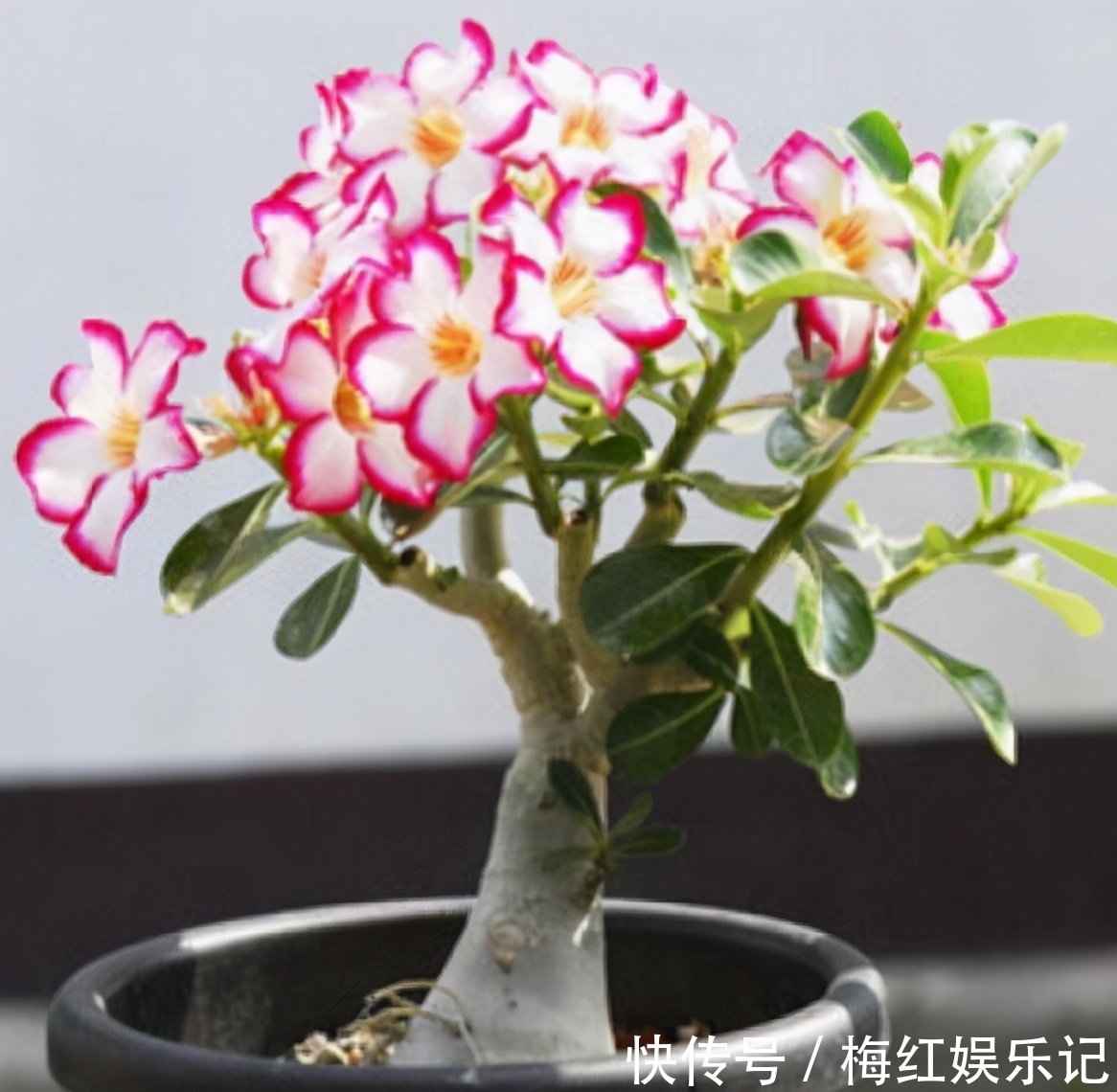 喜阳植物|去朋友家玩，发现她家阳台有一种花卉，太漂亮了，拍给大家看看