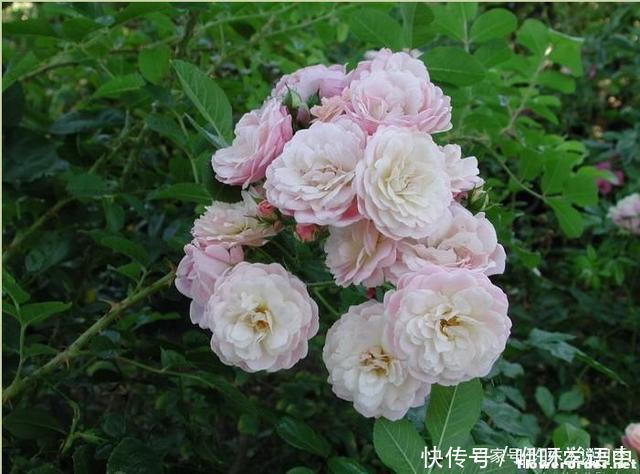 粉色|5款唯美粉色月季。美人如玉粉妆琢，粉色娇羞白如雪。抗病好养