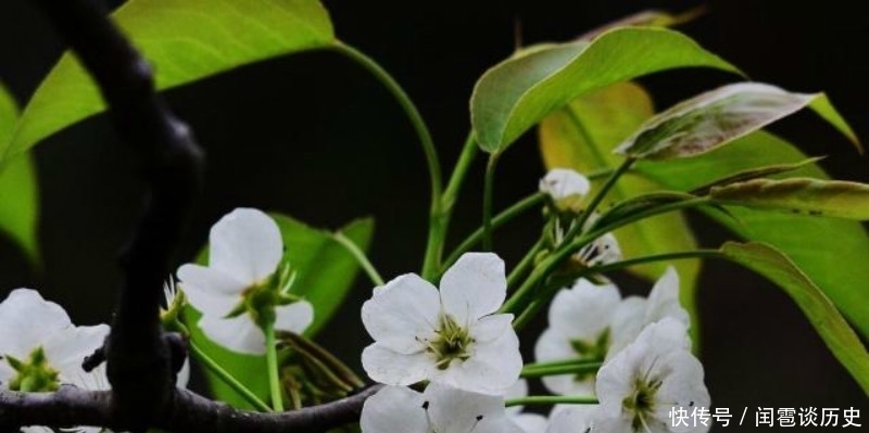 也正|苏轼最具有哲理的一首诗,人生看得几清明,读懂了一定是受益终生