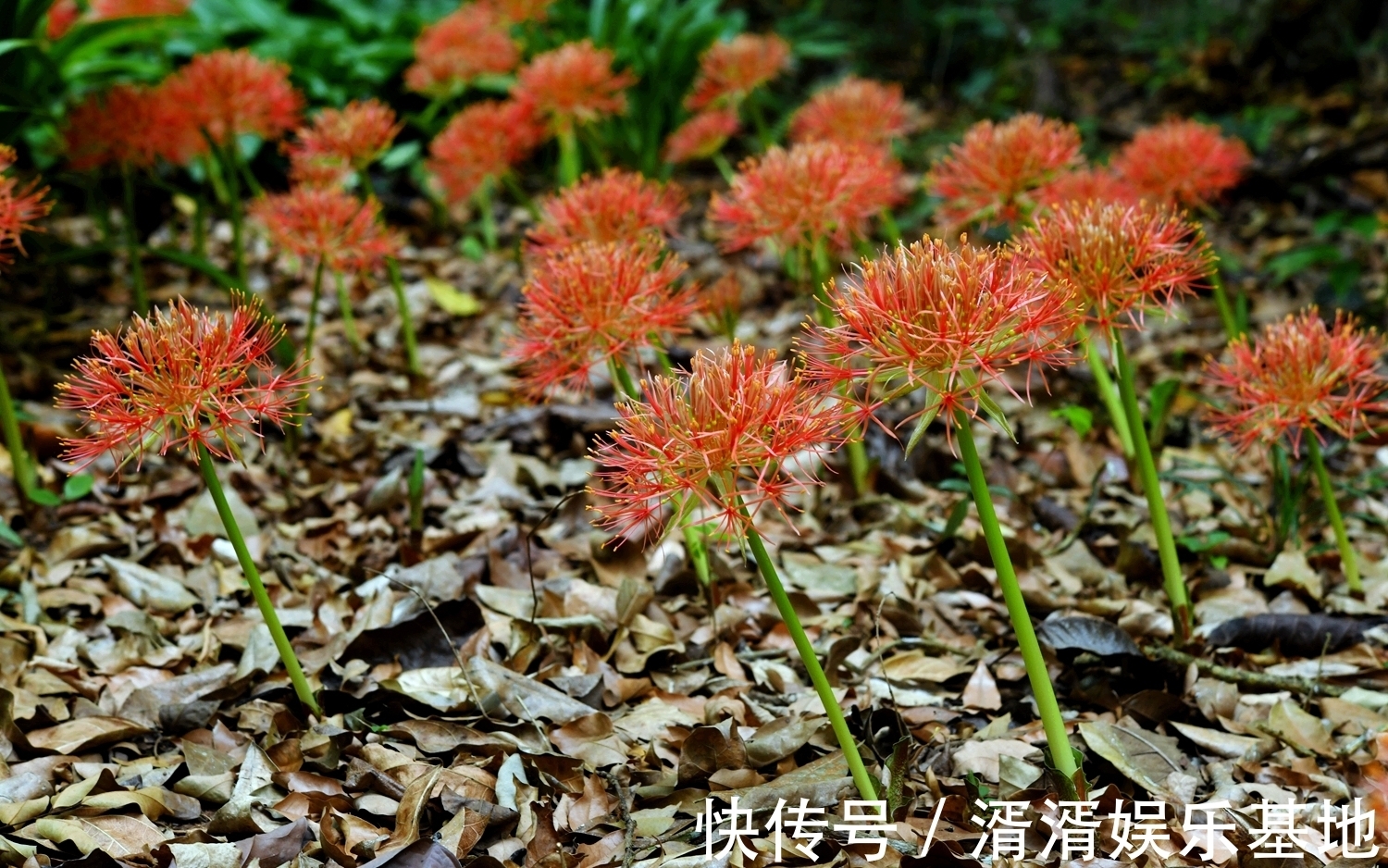 网球花|此花犹如非洲的人们头上的小辫，观赏价值极高，象征着庄严和富裕