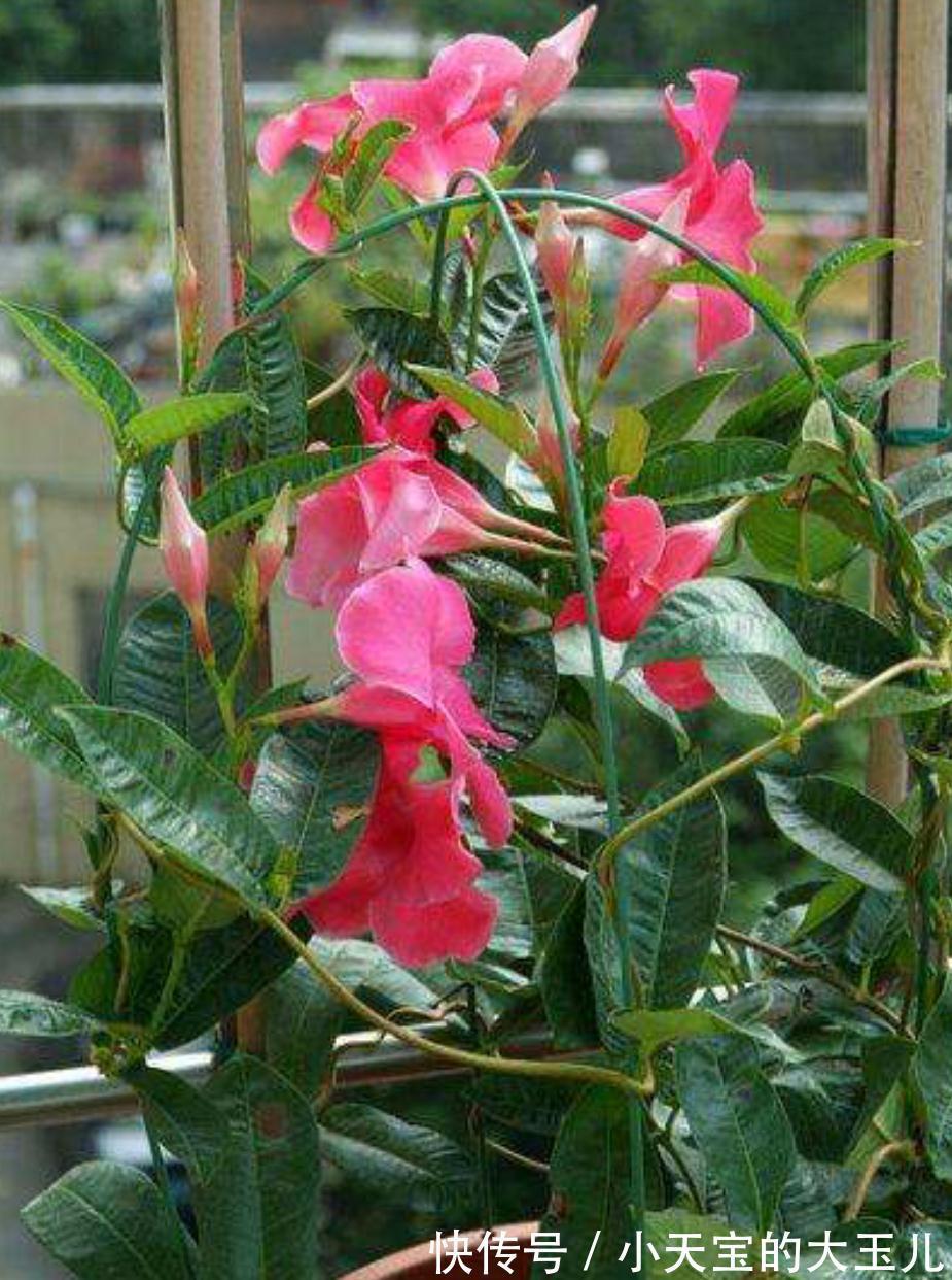 飘香藤与红蝉花，同科又同属，相似度太高，别买错了