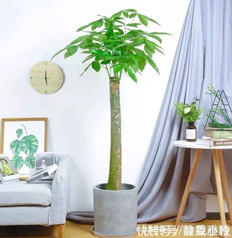 客厅养花,4种大气好看的品种别落下,关键是寓意好