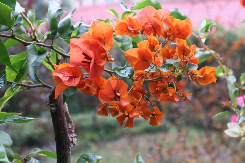 明白|三角梅叶子是变色龙绿色叶子养着养着就变红,搞明白4点就够了