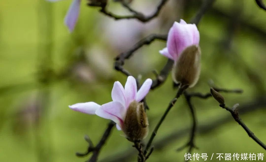 中年|春暖花开游贵州，“花花世界”惹人醉！