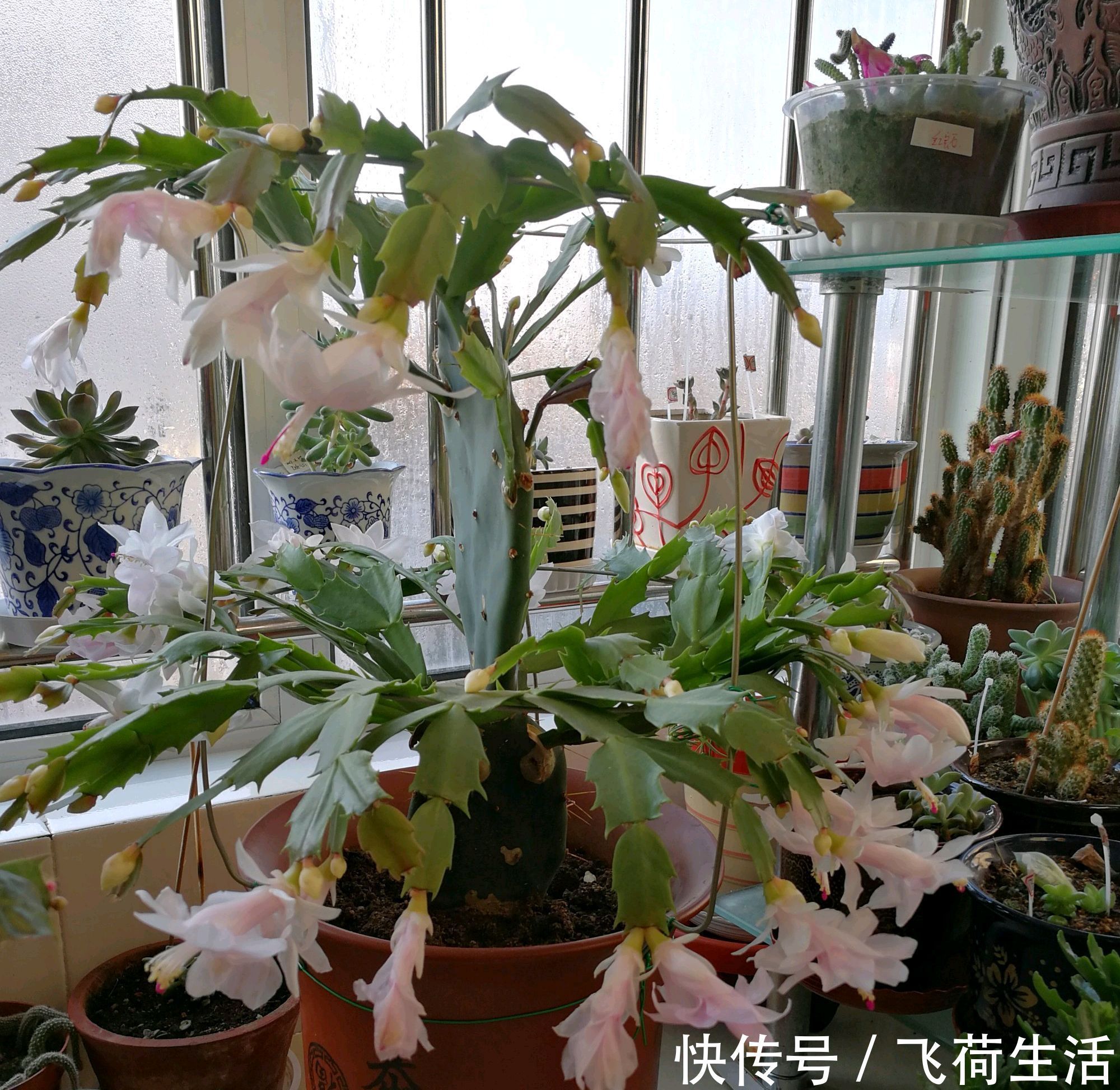 保湿|仙人掌嫁接蟹爪兰，做不到4点，徒劳无功，嫁接一盆坏一盆