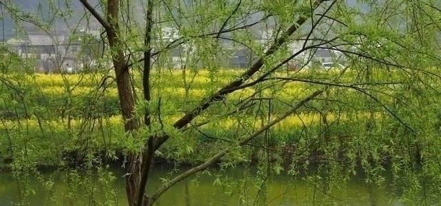 宋诗&北宋宰相写春天柳树,28字宋诗无一“柳”字,却处处有柳树的影子