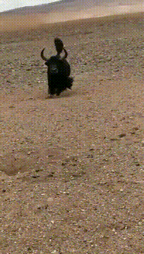 |搞笑GIF:老婆问我到哪了,我该怎么跟她说呢