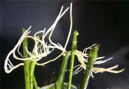 鹅掌柴|养4种“富贵花”，8月剪根枝条“插土里”，嗖嗖长根，错过等1年