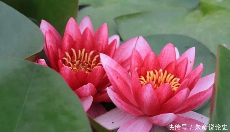 几款艳丽花卉,四季有花开,花香四溢飘满屋,漂亮又好闻