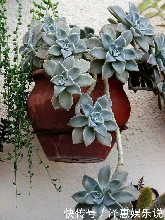 胧月|多肉萌新养这几种,不用打理就能活,省心省事颜值不低