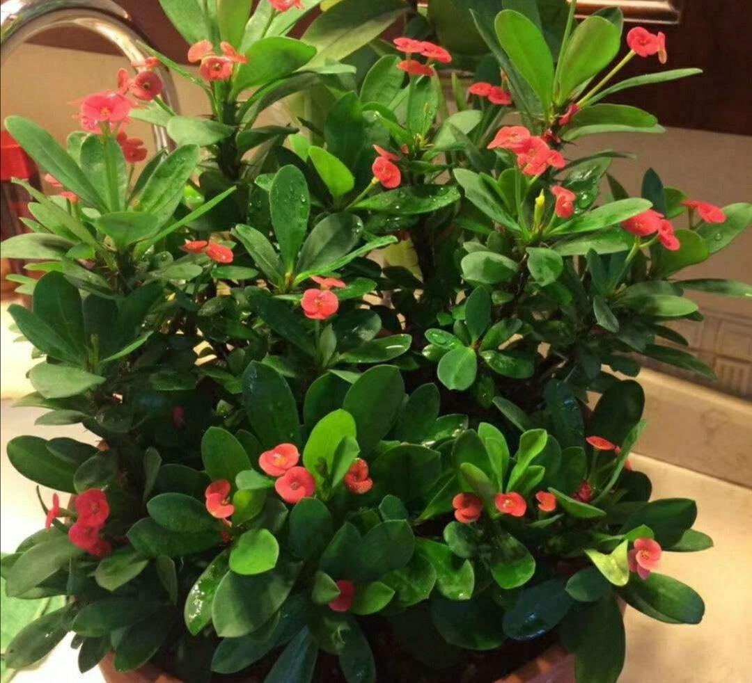 阳台上|6种“劳模花”,四季能开花,家里养一盆,赏花300天