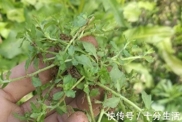 野草|鼻炎,不要命,但绝不是小病,1个不值钱的野草,5分钟搞定鼻炎